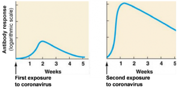 Graphs of antibody responses after exposure to coronavirus