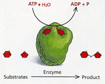 Enzymes convert substrates to product