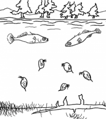 Sketch of ocean ecosystem