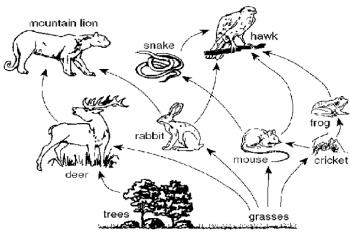 Food web with plants and animals