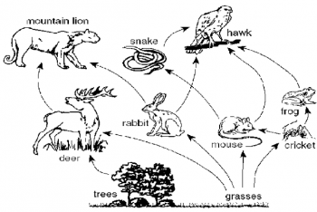 Food Webs - The Nutrient Cycle