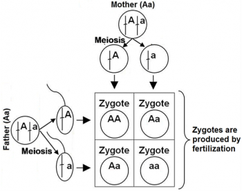 Process of meiosis and fertilization