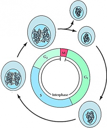 Cell cycle producing daughter cells