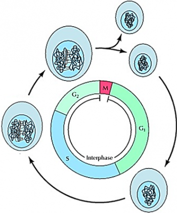 Mitosis And The Cell Cycle How A Single Cell Develops Into The Trillions Of Cells In A Human Body Serendip Studio