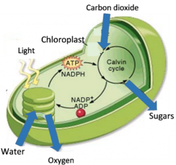 chloroplast model