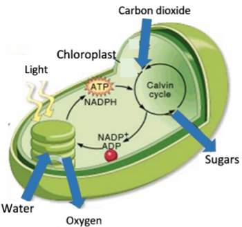 Using Models To Understand Photosynthesis Serendip Studio