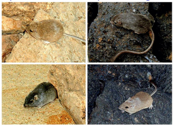 pocket mouse selection quiz