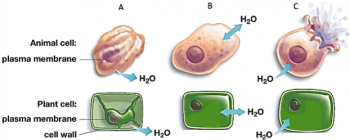 Comparison of animal cell and plant cell