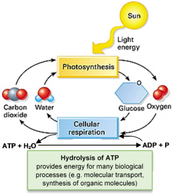 Photosynthesis and cellular respiration cycle with the hydrolysis of ATP