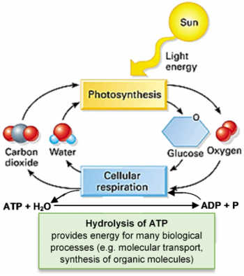 Photosynthesis & Cellular Respiration – Understanding the Basics