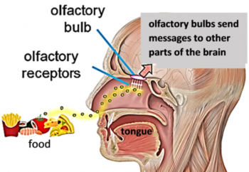 Olfactory receptors and olfactory bulb sending messages to other parts of brain