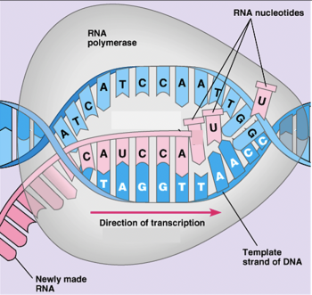 Transcription with RNA nucleotides