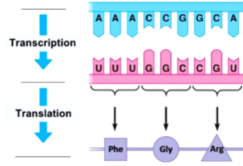 transcription and translation example