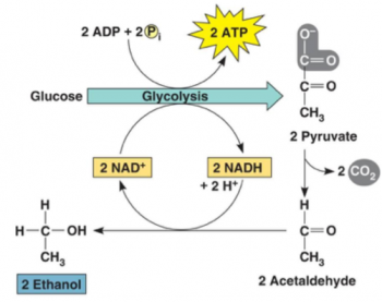 Glycolysis