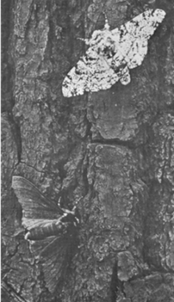 Peppered moths on tree bark