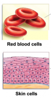 Red blood cells and skin cells