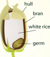 Parts of rice diagram