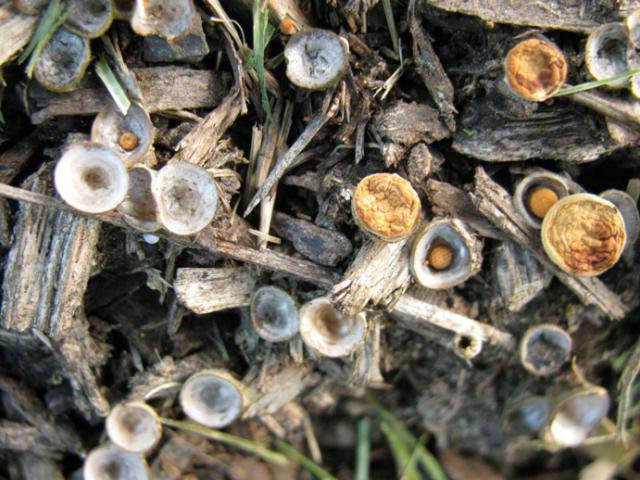 Birdsnest Fungus (Nidula sp)