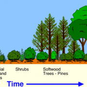 Changing Biological Communities – Disturbance and Succession | Serendip ...