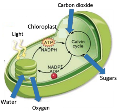 Using Models to Understand Photosynthesis | Serendip Studio