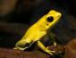 phyllobates's picture