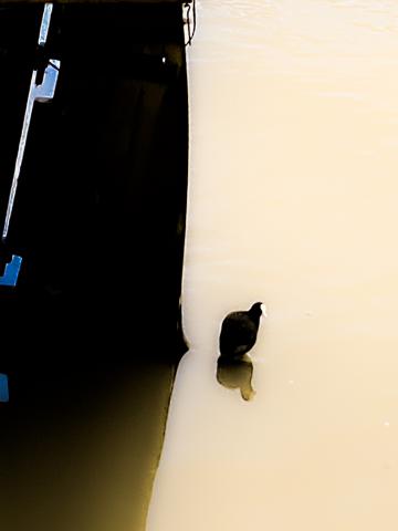 Coot next to dock
