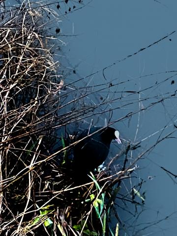 Coot in plants