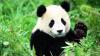 panda's picture panda's picture