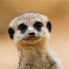 Gg The Meerkat's picture