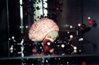 braininchemicals.jpg (32533 bytes)
